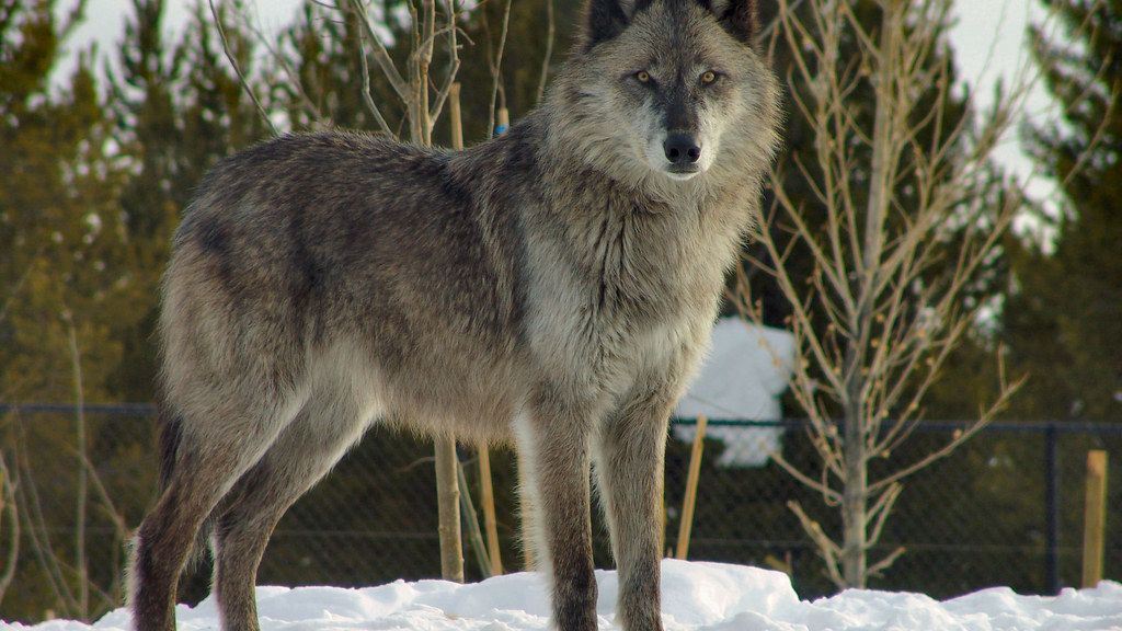12 Zodiac Signs as Wolves: Who Leads and Who Follows