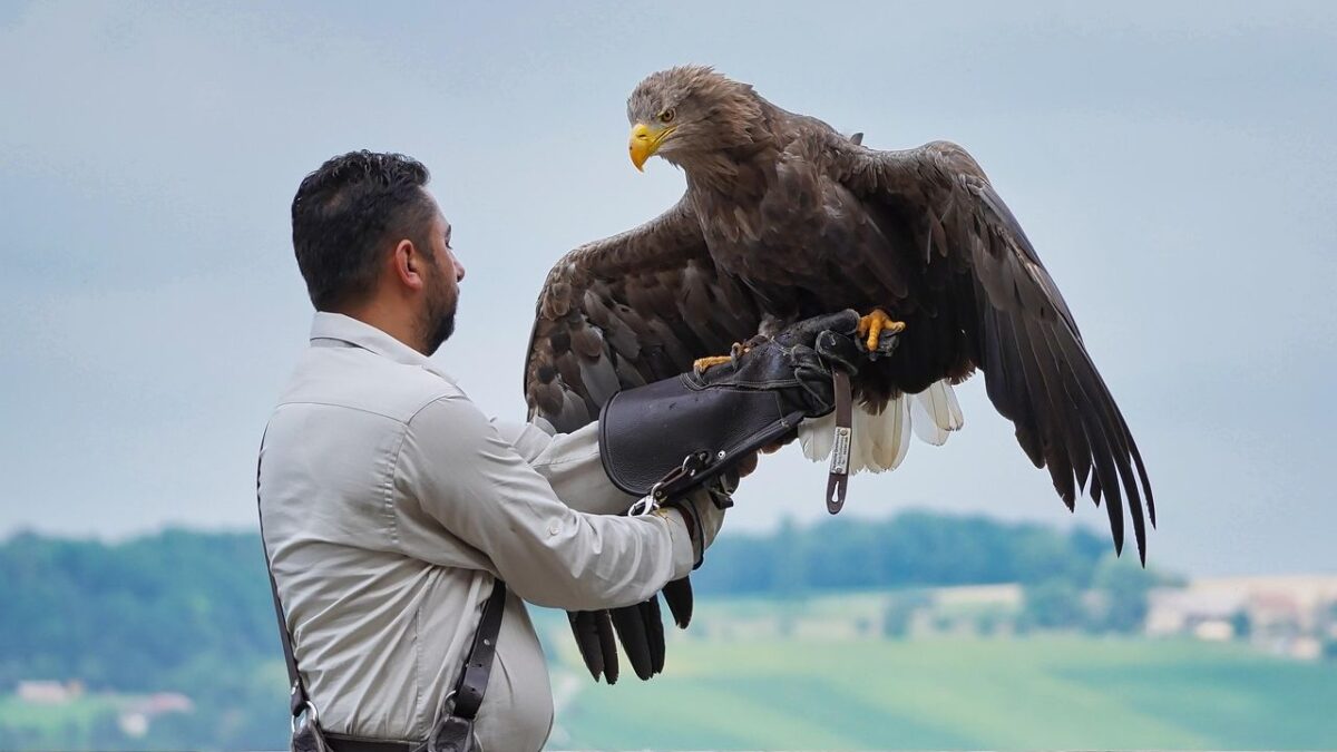 Which Raptor Are You According to Your Zodiac Sign