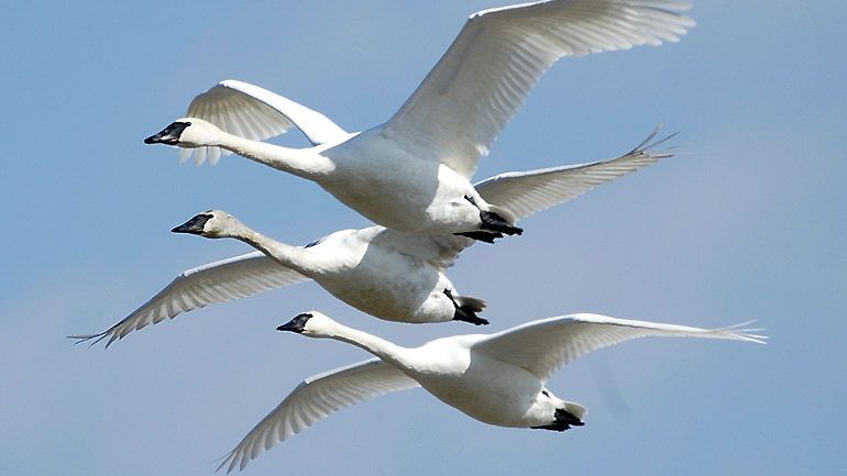 Birds Navigate Vast Distances Using Earth's Magnetic Field: A Feat of Nature