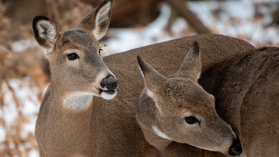 What Backyard Animal Are You According to Your Zodiac Sign