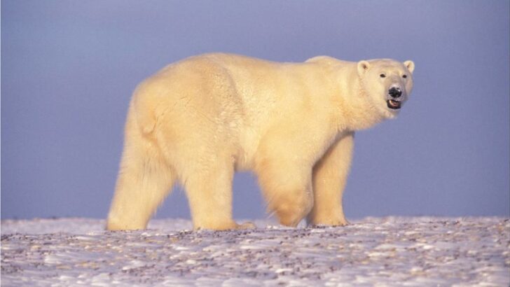 10 Remarkable Facts About The Polar Bear