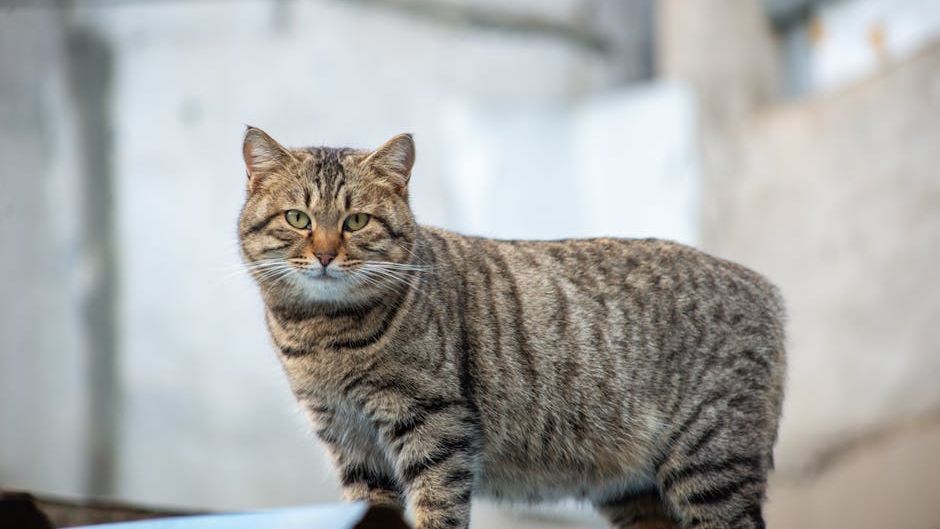 10 Hardest Cat Breeds To Take Care of According to Vets