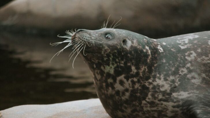 Ringed Seals Feast Heavier on Polar Cod Near Arctic Glaciers
