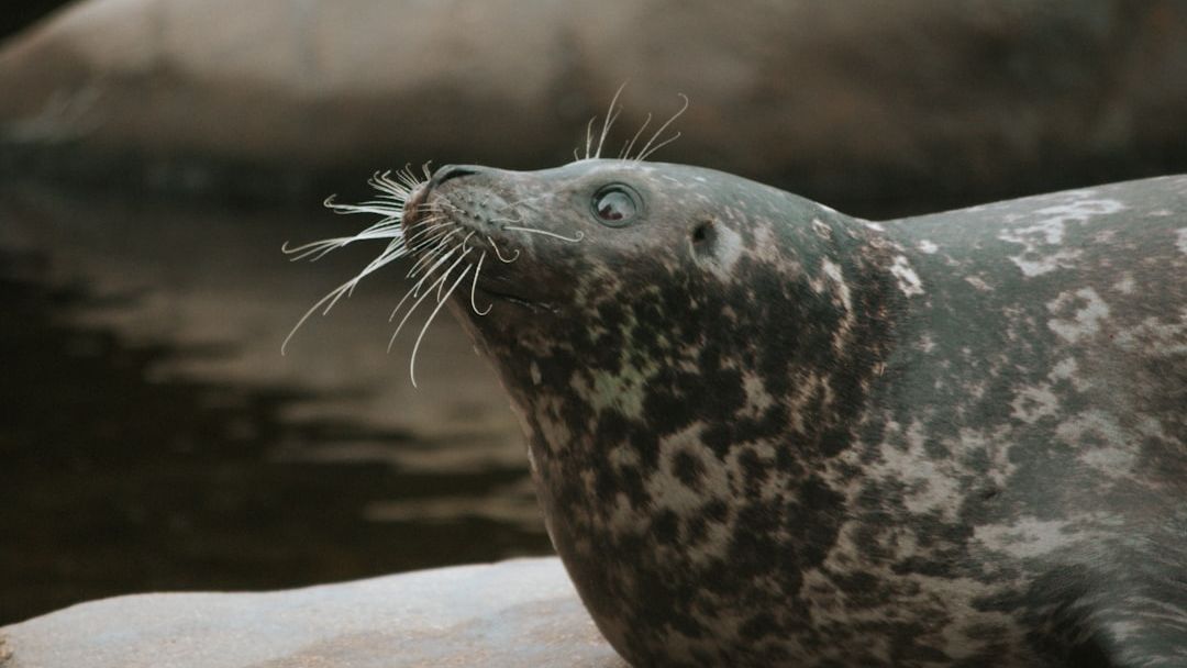 Glacier seals have full bellies