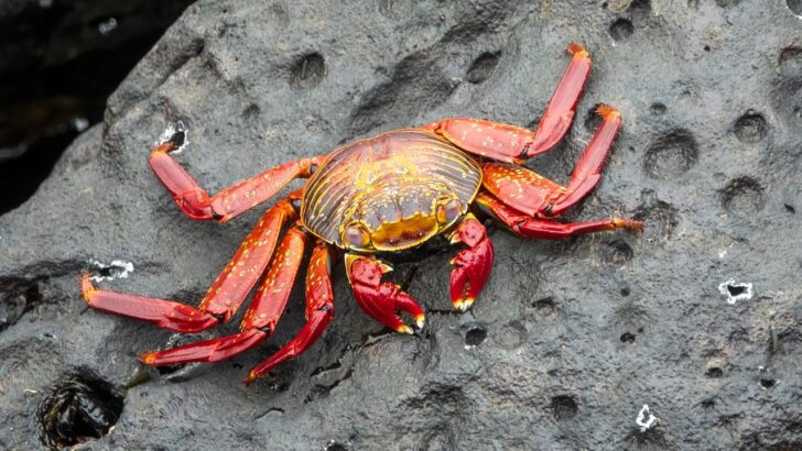 Scientists Figure Out Why Crabs Move Sideways