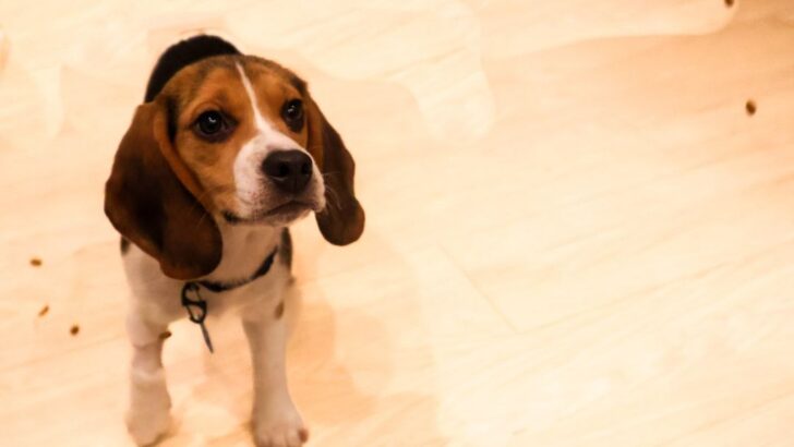 1,500 Beagles Freed from Wisconsin Research Facility in Wake of Protests