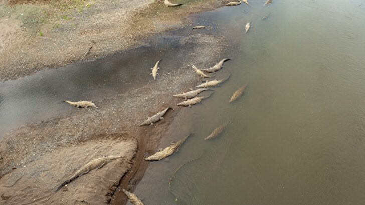 Extreme Weather Devastates Young Chinook Salmon on California Rivers