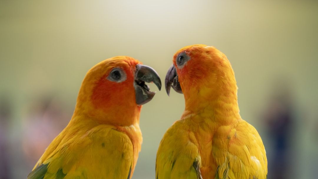 The Fascinating Language of Backyard Birds: What Are They Saying?
