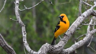What Makes Texas The #1 Hotspot for Birdwatching in America