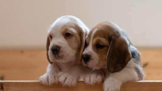 13 Popular Breeds Shelters Say Are The First To Get Adopted Every Time