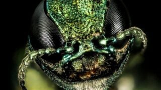 The One Beetle Responsible for Millions of Trees Dying Across 38 States
