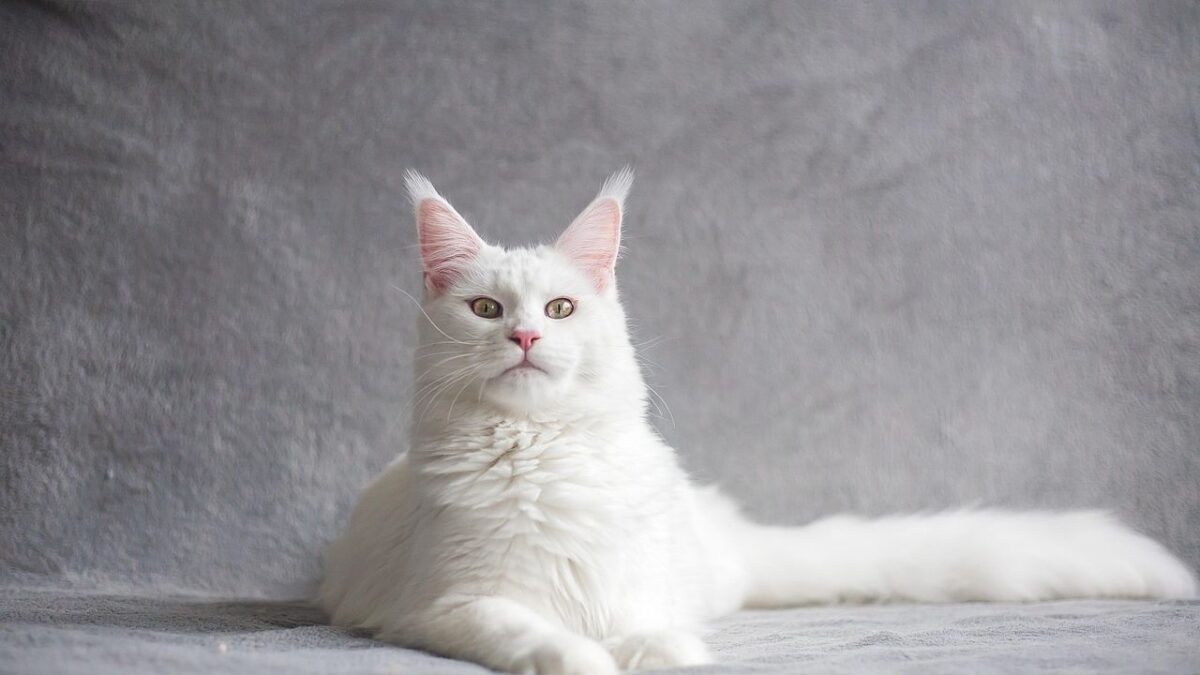 What Owning a Maine Coon Cat Says About Your Personality