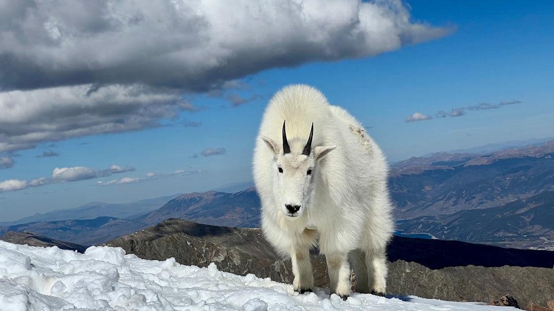 What Forest Animal Are You According to Your Zodiac Energy