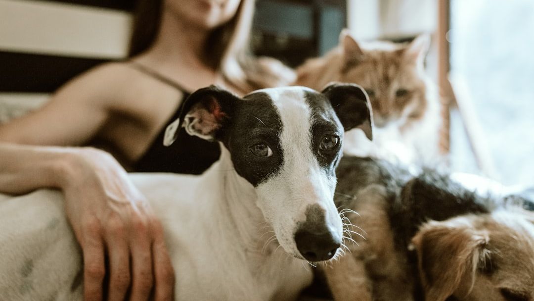 6 Common Habits That Could Be Stressing Out Your Pet