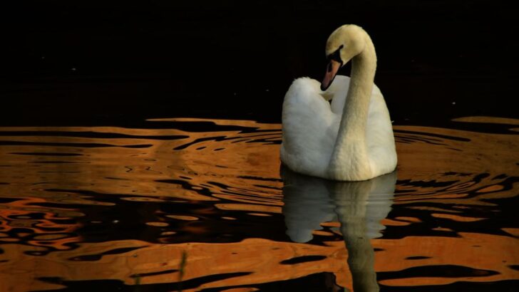 The Wild Animals Most Connected to Water Signs