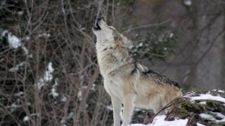 Which Zodiac Signs Would Bond Best With Wolves