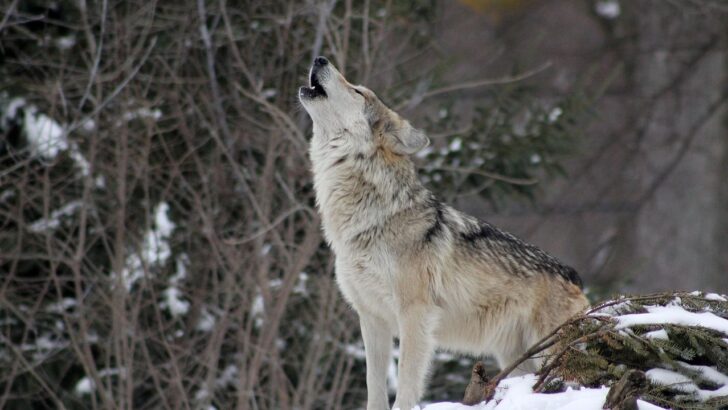 Which Zodiac Signs Would Bond Best With Wolves