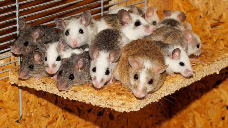Study on Singing Mice Reveal Mutation That Led to Human Speech