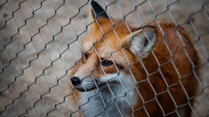 Colorado Conservationists Voice Strong Opposition to Fur Sales Ban Petition