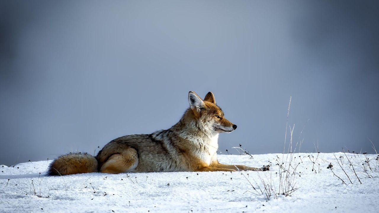 Washington&rsquo;s coyotes carry tapeworm