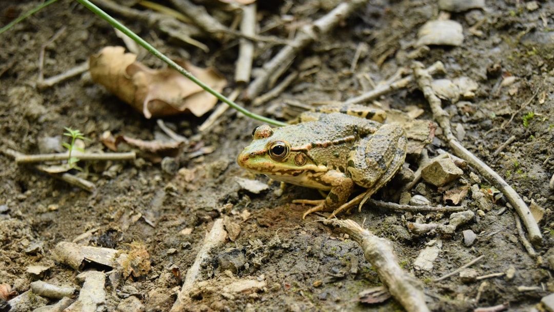 Study finds 40% of soil-dependent species threatened or data deficient