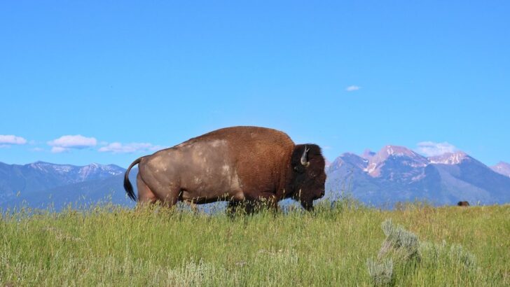 Trump Administration Plans to Displace 900 Bison in Montana Sparking Concerns Among Conservationists
