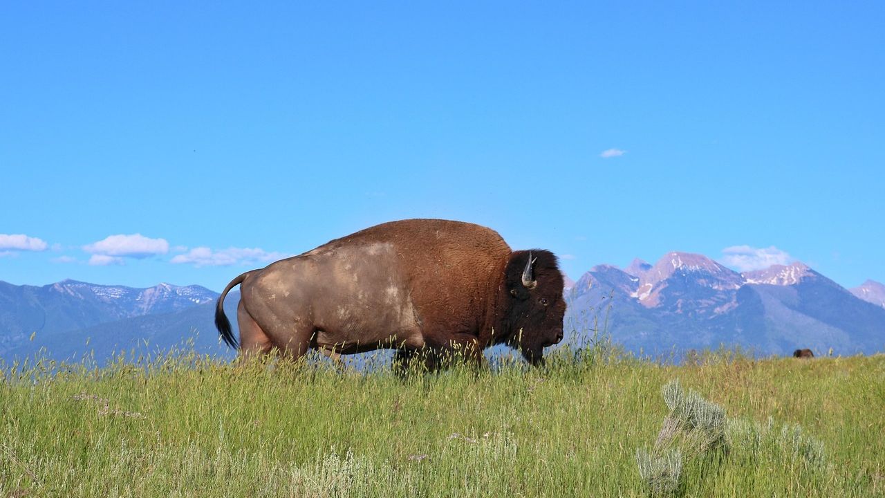 Trump Administration Working to Displace 900 Bison in Montana, After Authorizing Grazing Permits During First Term