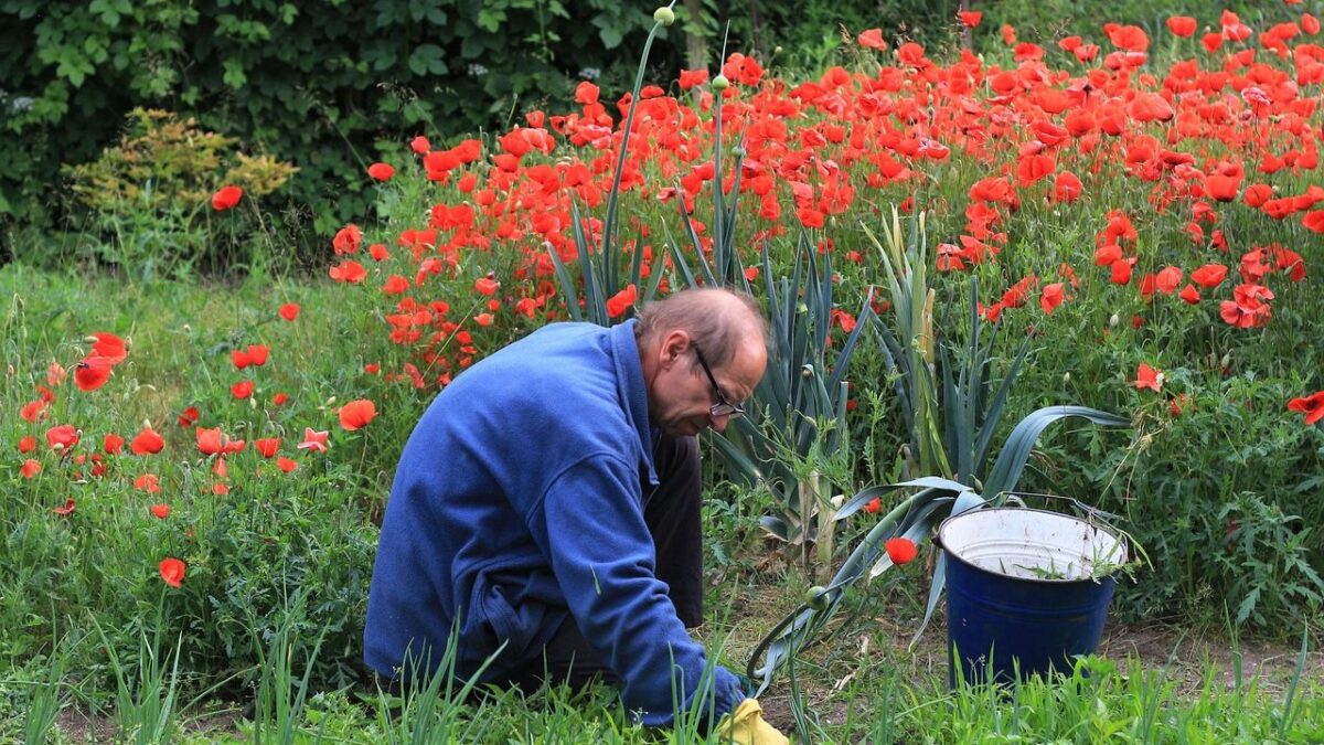 Gardening Mistakes to Avoid in June