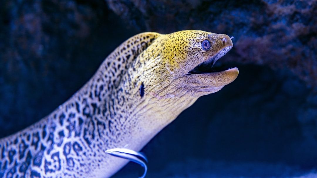 8 Incredible Ways Animals Help Each Other Survive in Nature