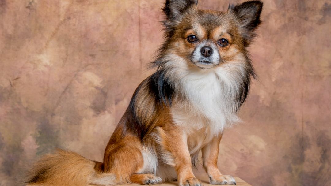 These Are the Top 10 Most Popular Dog Breeds in Michigan