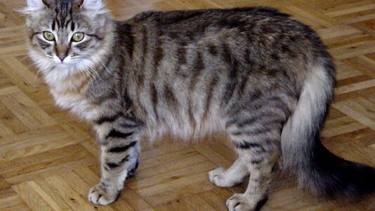 10 Tiny Cat Breeds With the Most Loving Personalities