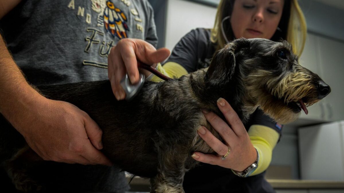 How to Prepare a Dog for a Long Flight