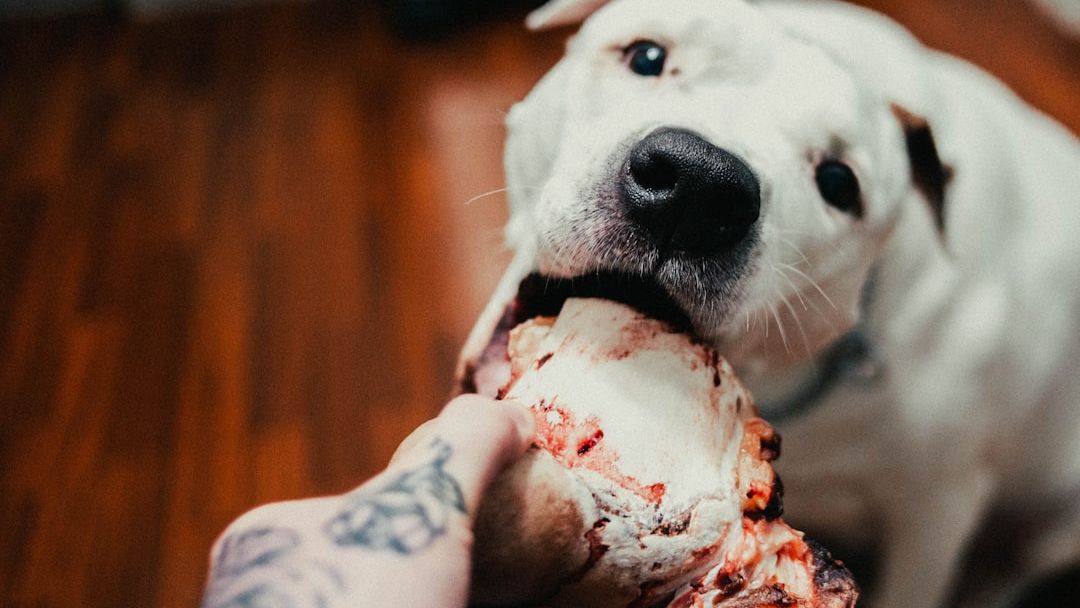 Can Dogs Eat Bacon? Safety Guide for Pet Owners