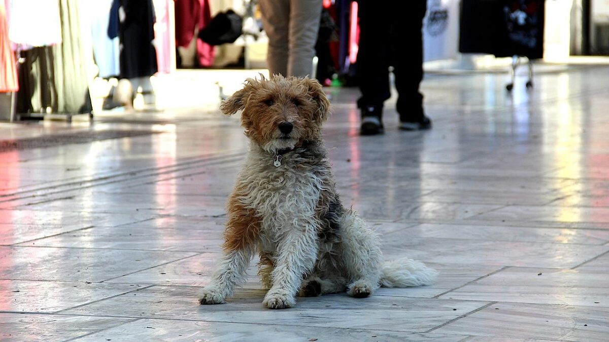 17 Best Dog Friendly Cities in Europe