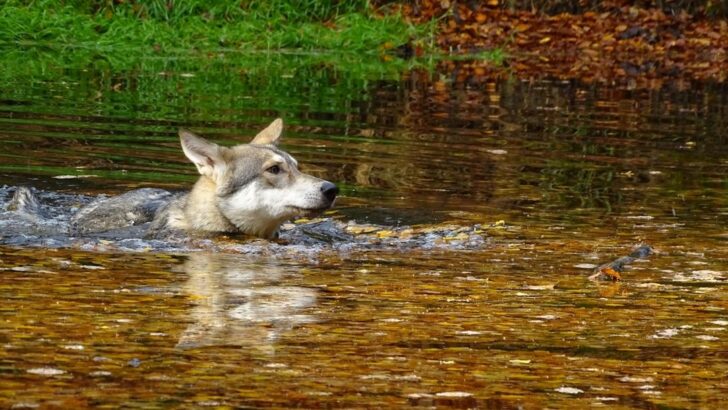 Coyote Swims Twice Expected Distance to Alcatraz