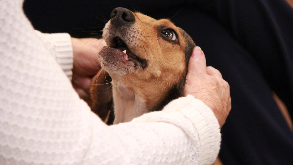 1,500 beagles will get new lives, warm laps after release from research facility