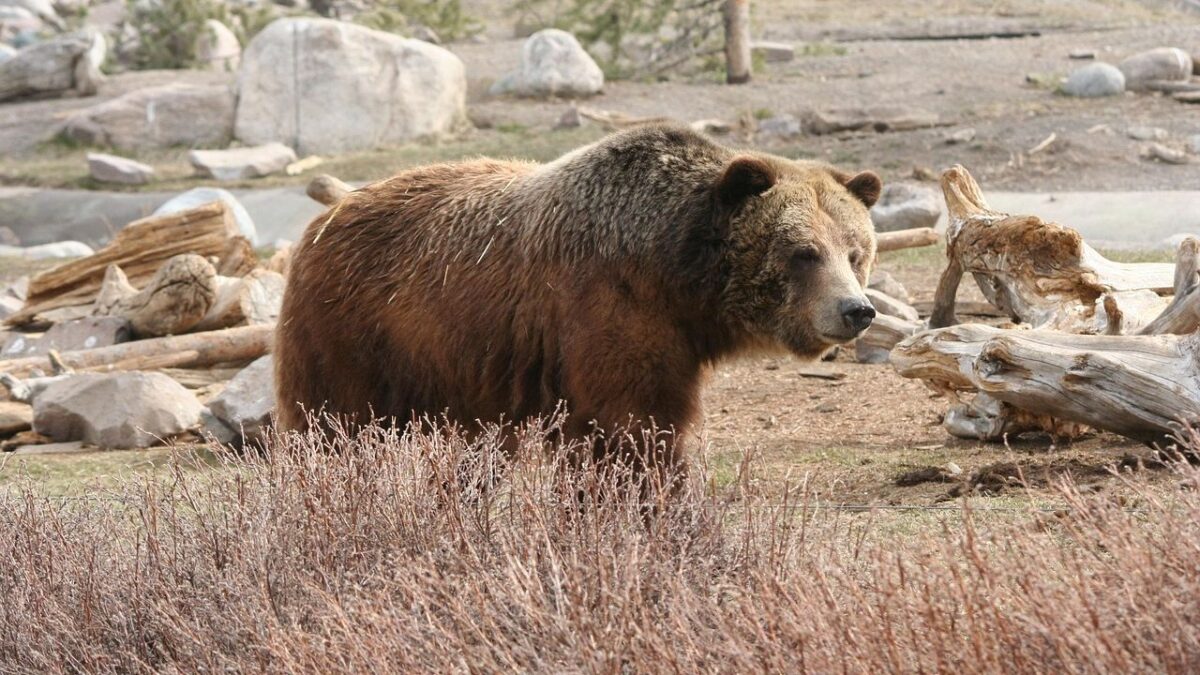 Bear attack injures two hikers in Yellowstone National Park