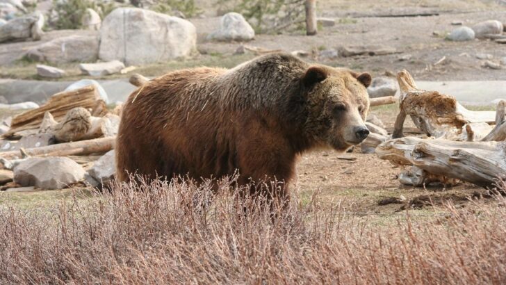 Bear Attack Leaves Two Hikers Injured Near Yellowstone’s Old Faithful