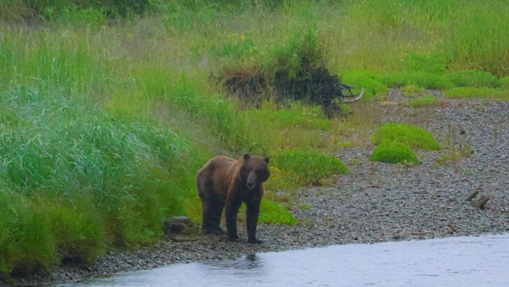 Judge Allows Wildlife Agents to Resume Bear Culling From Helicopters to Protect Caribou