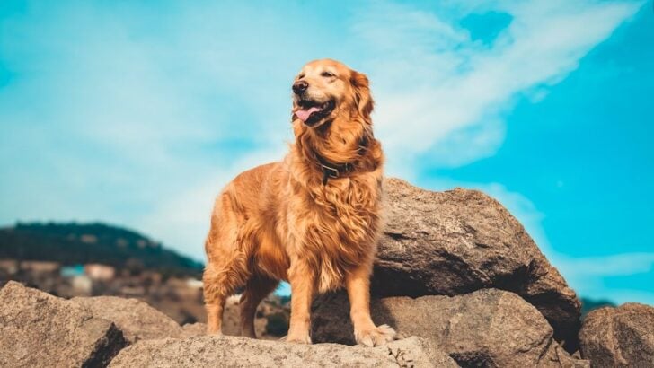 18 Dog Breeds Vets Secretly Stopped Recommending After Seeing Too Many Heartbroken Owners