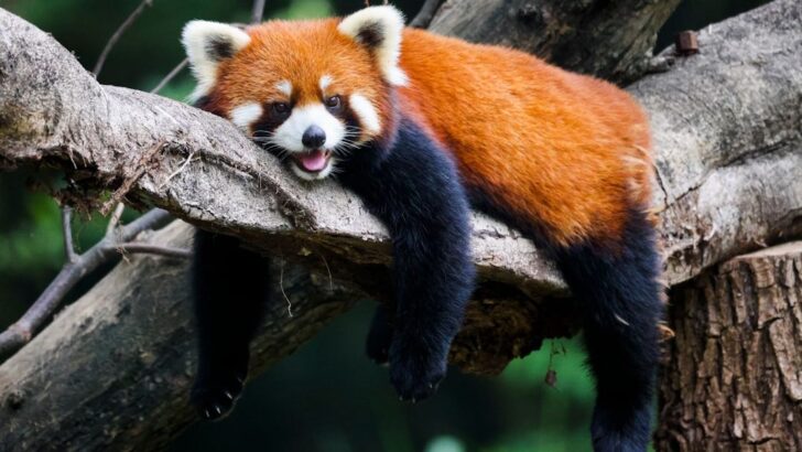 15 Cutest Animals on Earth That Are Incredibly Fascinating