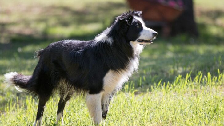21 Dog Breeds Rescues Are Quietly Running Out of Space For Right Now