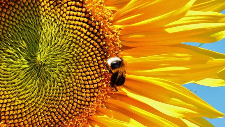 6 Common Plants That Attract Pollinators and Boost Your Garden's Health