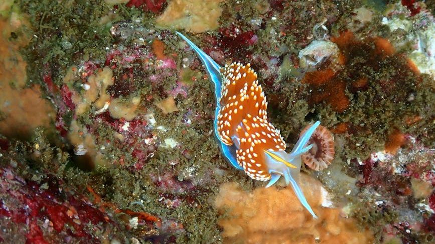 The Deep Ocean's Most Mysterious Creatures Are Finally Revealing Their Secrets