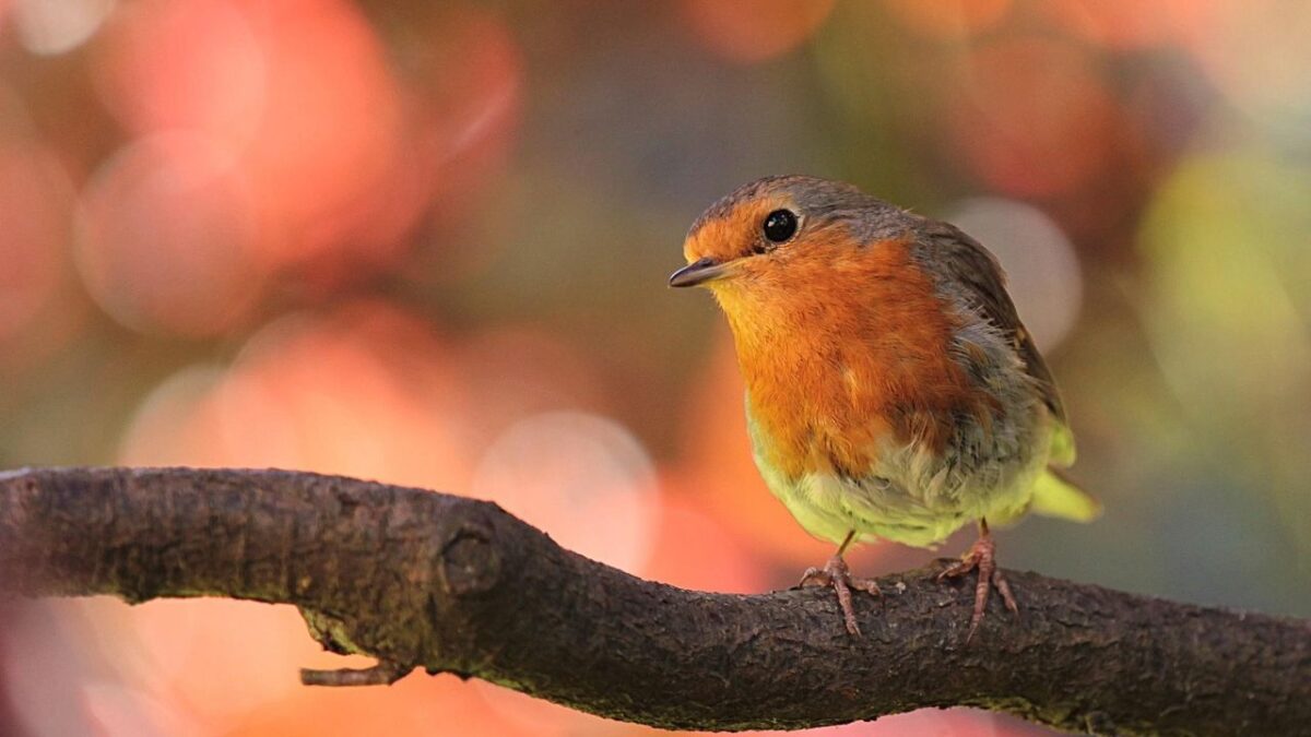 12 Ways to Create a Wildlife-Friendly Garden That Attracts Beautiful Creatures