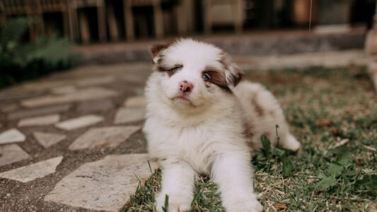 21 Dog Breeds Rescues Are Quietly Running Out of Space For Right Now
