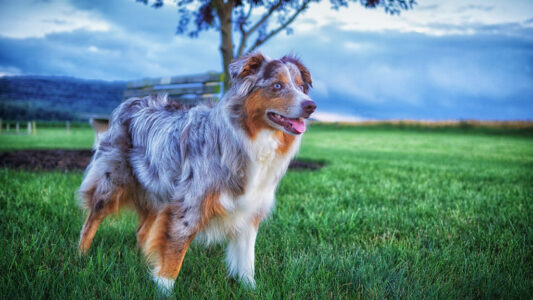 17 Once-Popular Dog Breeds Shelters Can No Longer Find Homes For