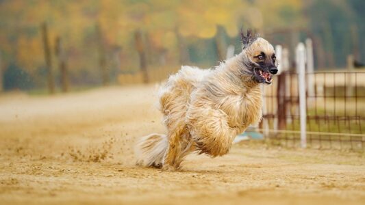 15 Dog Breeds That Look Perfect on Paper But Consistently Break Their Owners&rsquo; Hearts