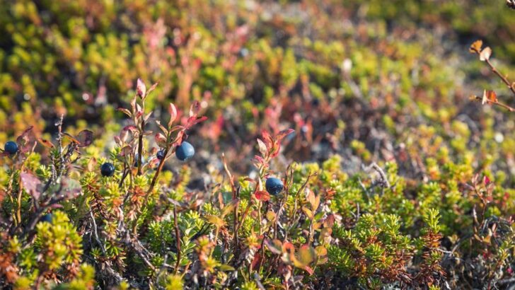 Heat and Drought Challenge Maine Blueberry Growers