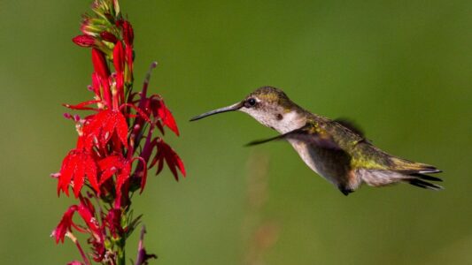 11 Native Plants That Bring 6x More Hummingbirds Than Any Feeder – Experts Finally Agree